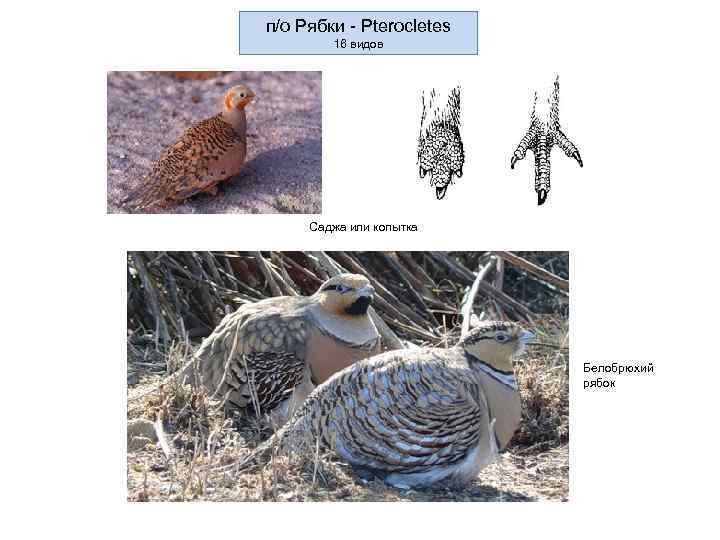 п/о Рябки - Pterocletes   16 видов   Саджа или копытка 