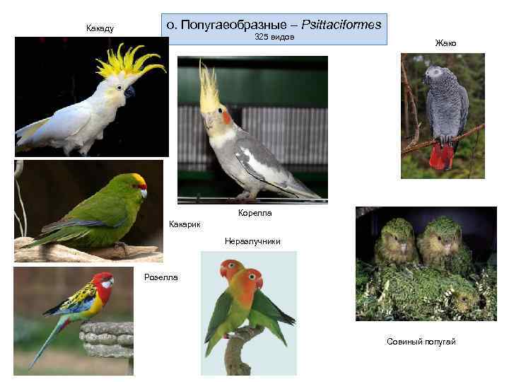 Какаду  о. Попугаеобразные – Psittaciformes      325 видов 