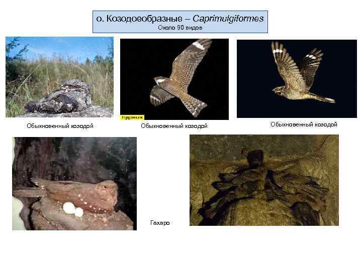     о. Козодоеобразные – Caprimulgiformes      