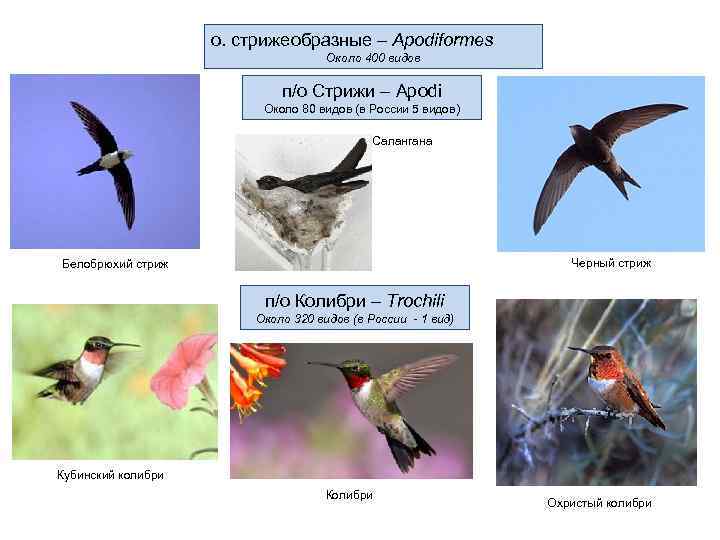     о. стрижеобразные – Apodiformes      