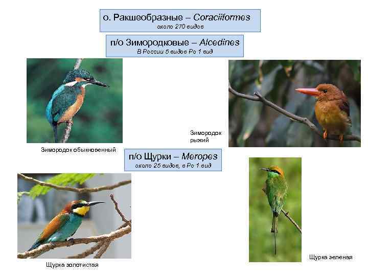     о. Ракшеобразные – Coraciiformes      