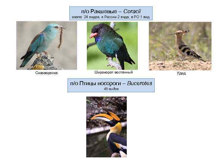     п/о Ракшевые – Coracii    около 24 видов,