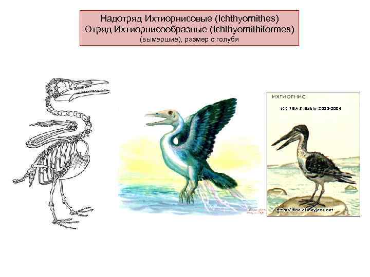   Надотряд Ихтиорнисовые (Ichthyornithes) Отряд Ихтиорнисообразные (Ichthyornithiformes)   (вымершие), размер с голубя