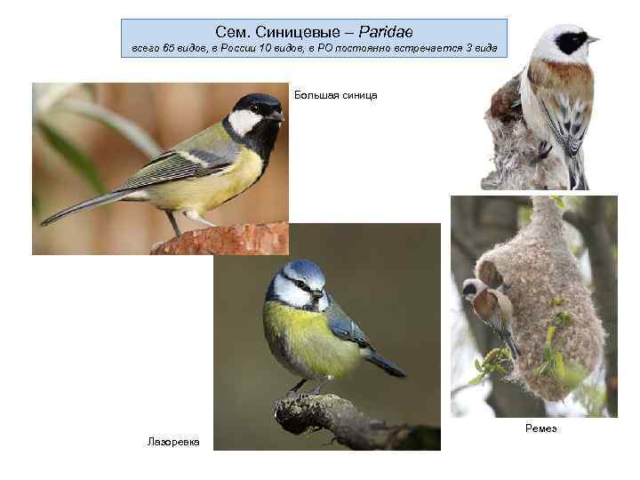     Сем. Синицевые – Paridae всего 65 видов, в России 10