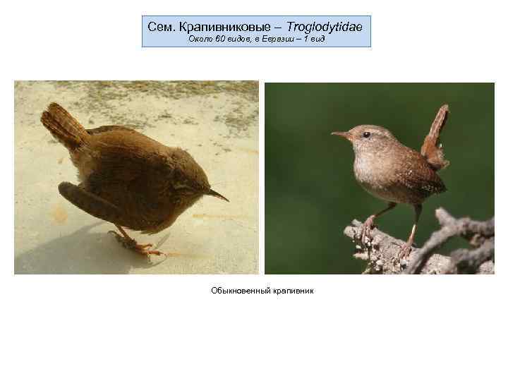 Сем. Крапивниковые – Troglodytidae  Около 60 видов, в Евразии – 1 вид 