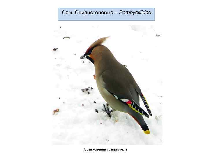 Сем. Свиристелевые – Bombycillidae   Обыкновенная свиристель 