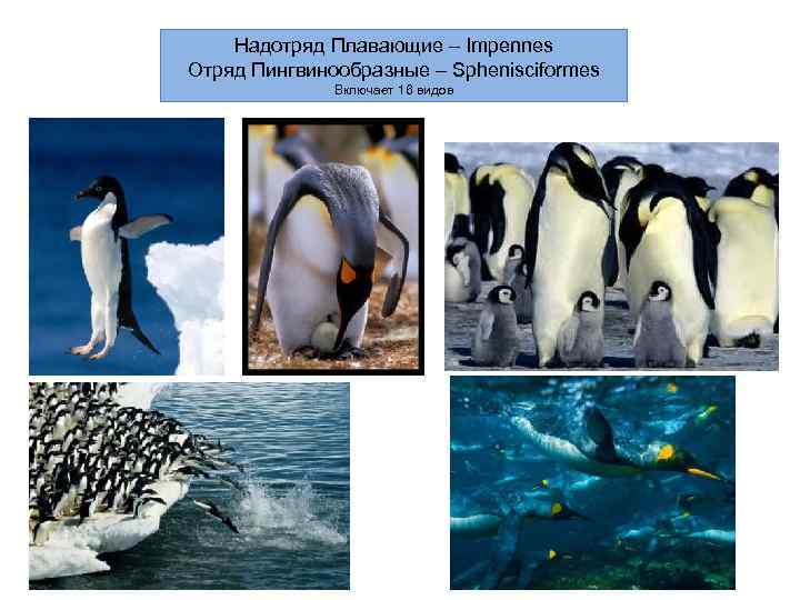   Надотряд Плавающие – Impennes Отряд Пингвинообразные – Sphenisciformes    Включает