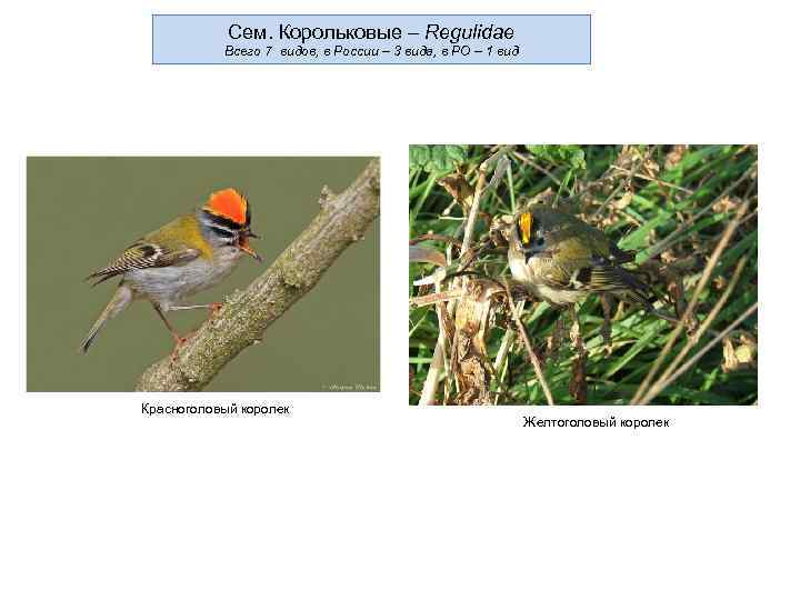   Сем. Корольковые – Regulidae  Всего 7 видов, в России – 3