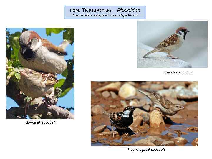    сем. Ткачиковые – Ploceidae    Около 300 видов, в