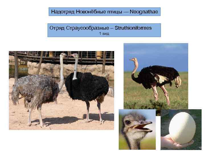Надотряд Новонёбные птицы — Neognathae  Отряд Страусообразные – Struthioniformes    1