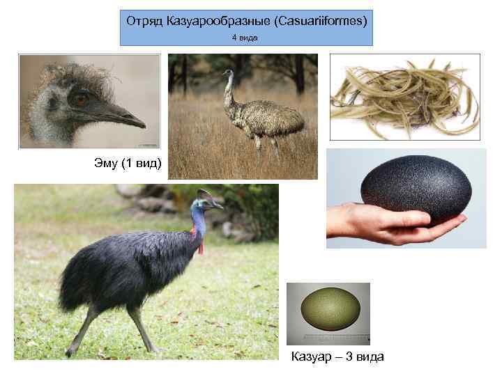  Отряд Казуарообразные (Casuariiformes)     4 вида Эму (1 вид) 