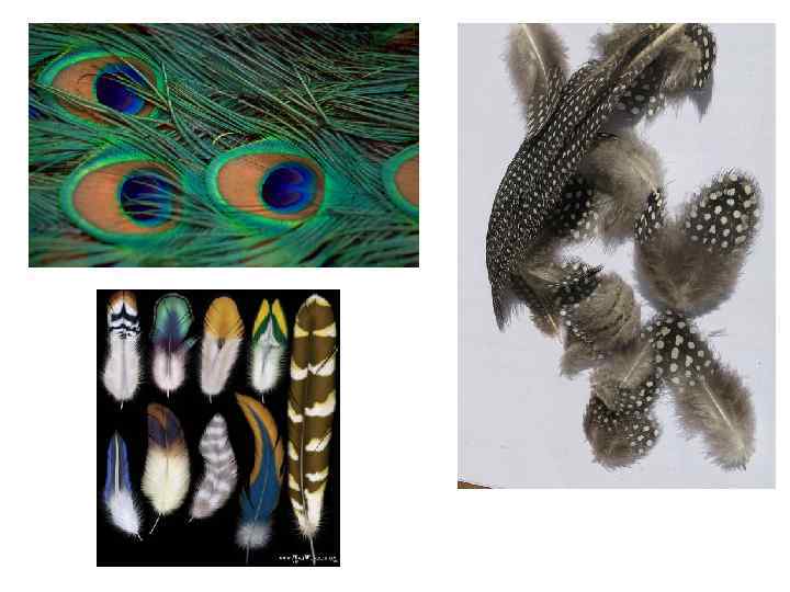        Развитие пера А – стадия перьевого сосочка;