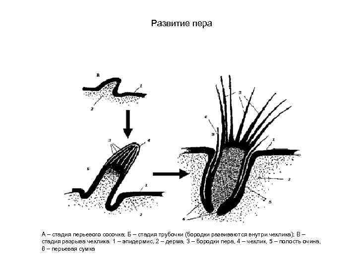 Развитие пера 