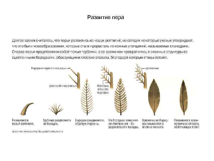 Скелет птицы 