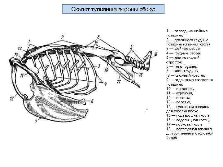       Конечности птиц     9 Скелет