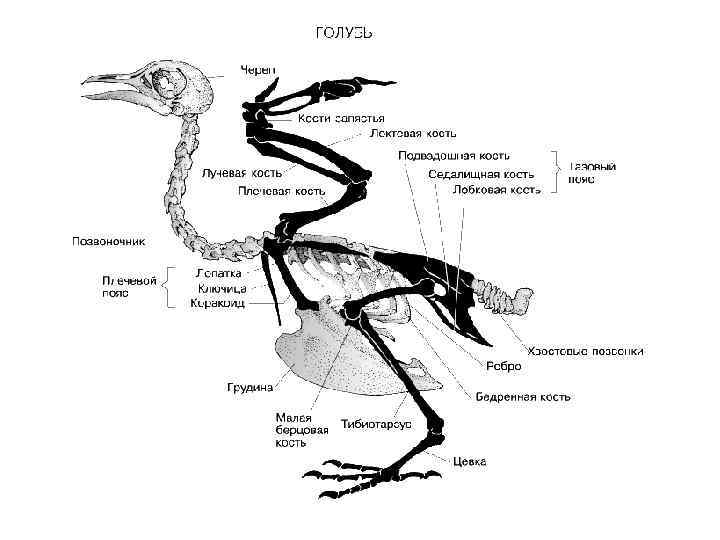    Череп птицы Схема кинетизма черепа птицы.  Сплошной линией и пунктиром