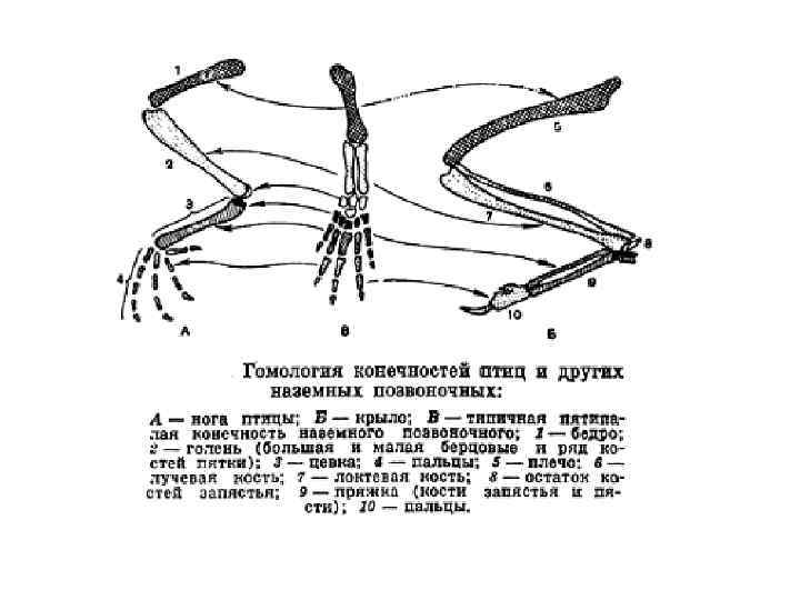 Топография внутренних органов птицы 