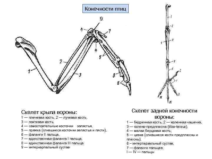Пищеварительная система 