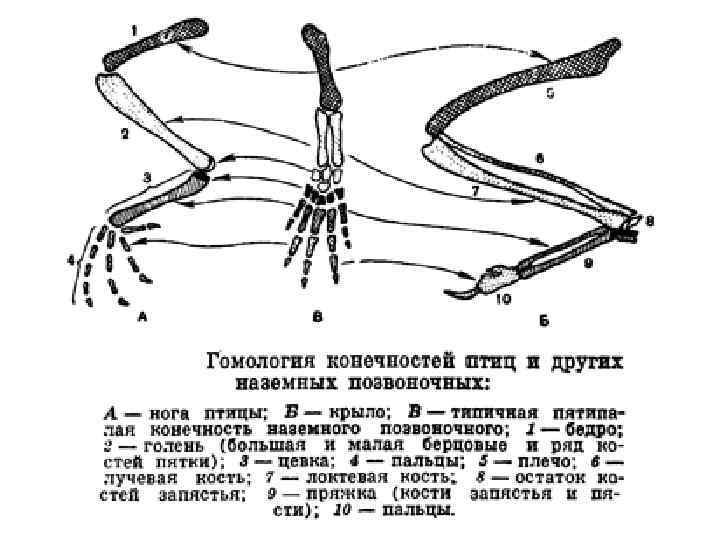 Схема свободной конечности наземного типа