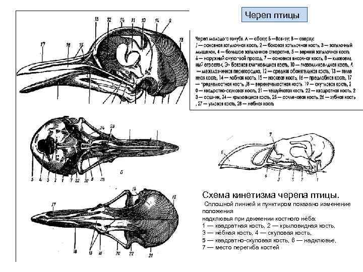 Скелет головы птицы. Череп птицы схема сбоку. Скелет головы птицы сбоку снизу. Череп птицы снизу. Череп птицы сверху снизу сбоку.