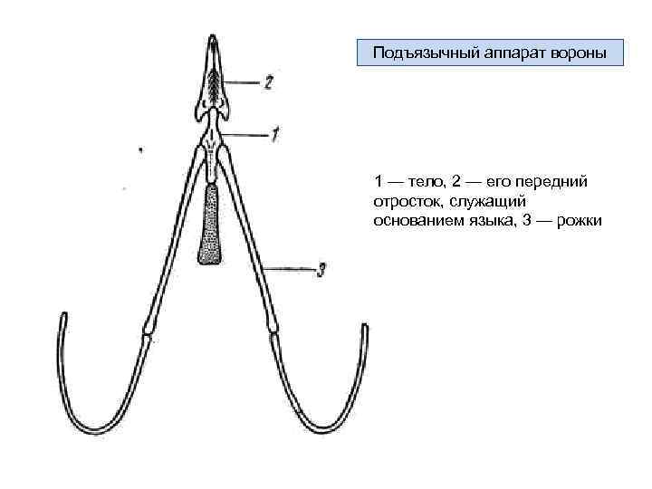      Легкие и парабронхи птиц     Схема