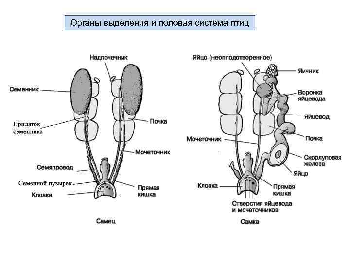 Схема строения головного мозга птицы