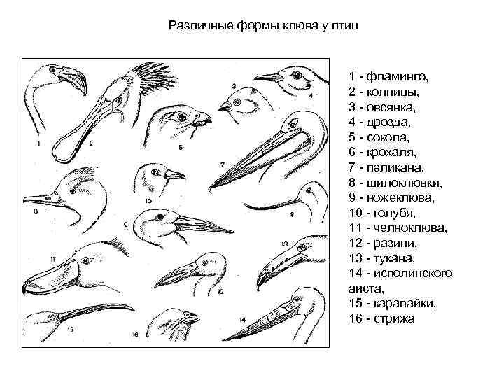 Клюв голубя рисунок