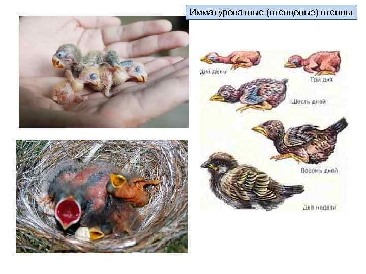 Орган слуха птицы 