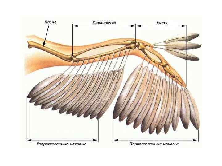 Пуховое перо птицы строение и рисунок