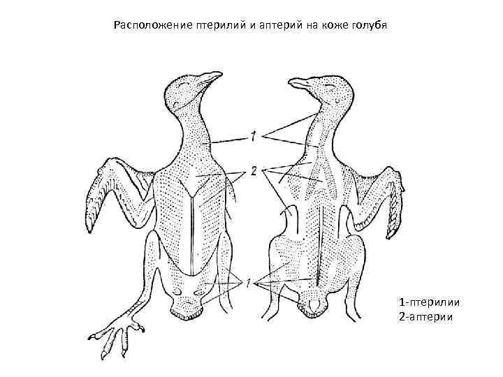 Схема расположения основных птерилий на теле птицы: 1 – головная птерилия, 1 а –