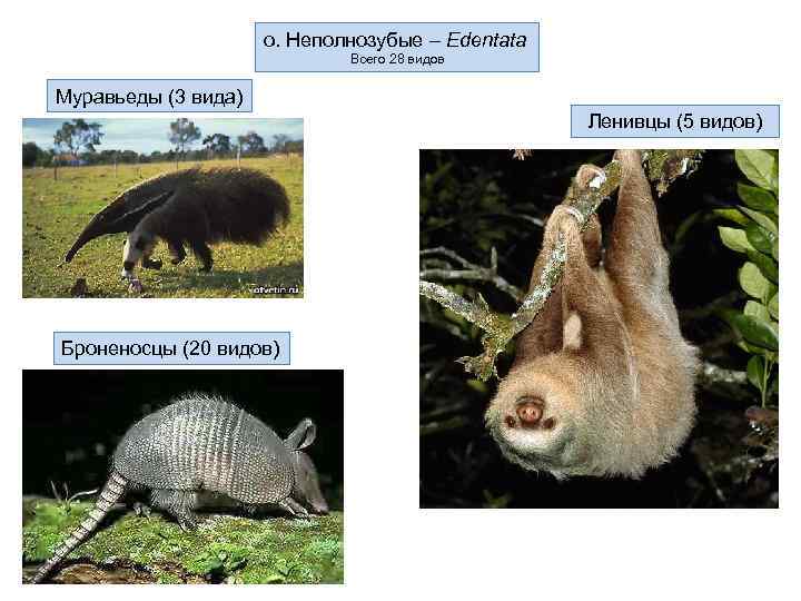  о. Неполнозубые – Edentata Всего 28 видов Муравьеды (3 вида) Ленивцы (5 видов)