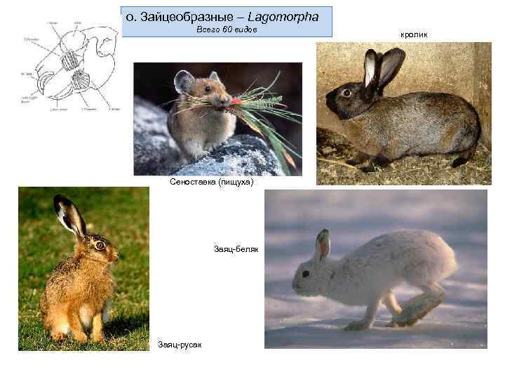 о. Зайцеобразные – Lagomorpha Всего 60 видов кролик Сеноставка (пищуха) Заяц-беляк Заяц-русак 