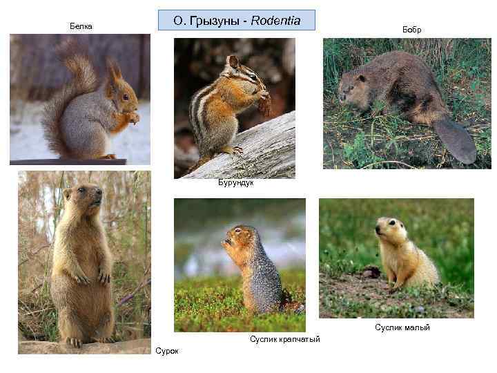 Белка О. Грызуны - Rodentia Бобр Бурундук Суслик малый Суслик крапчатый Сурок 