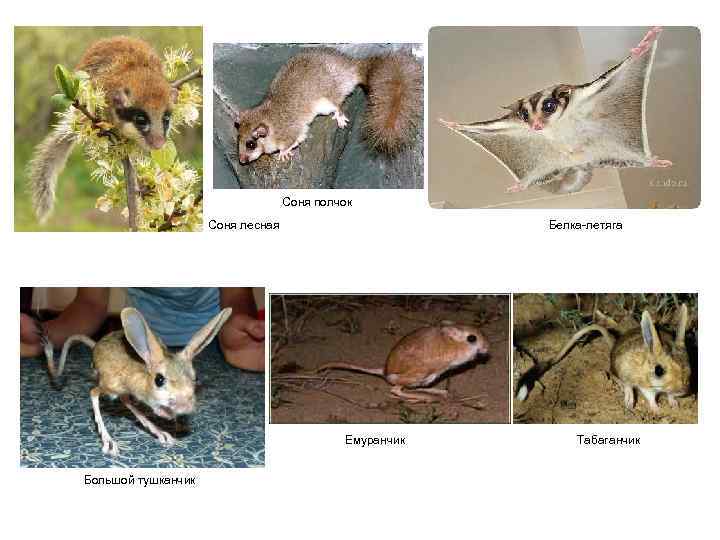  Соня полчок Соня лесная Белка-летяга Емуранчик Табаганчик Большой тушканчик 