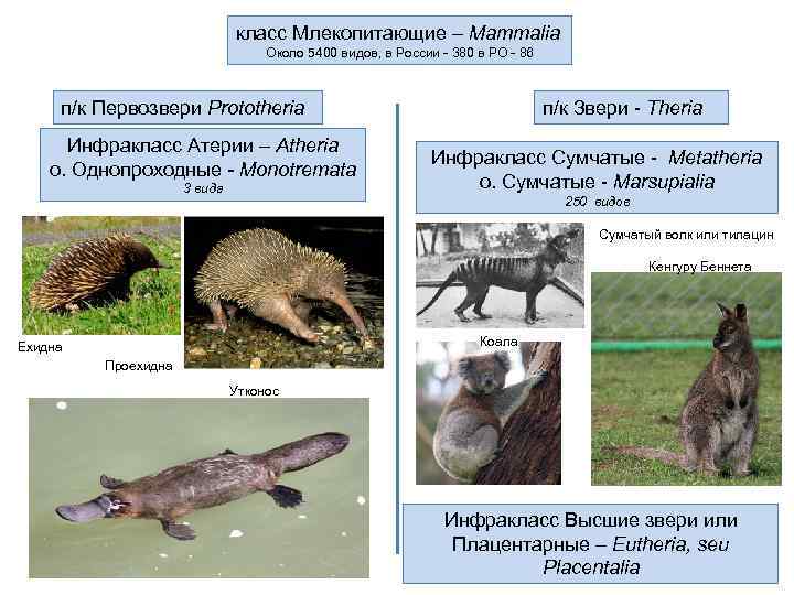  класс Млекопитающие – Mammalia Около 5400 видов, в России - 380 в РО