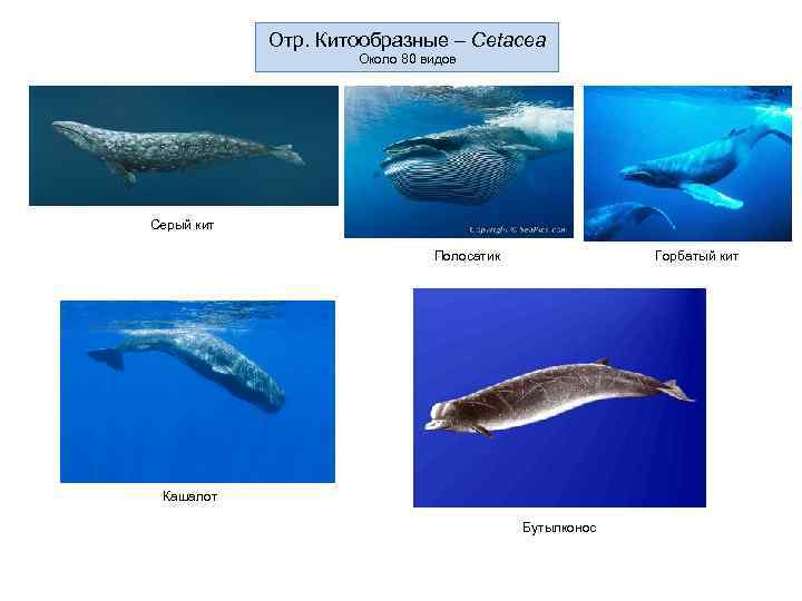  Отр. Китообразные – Cetacea Около 80 видов Серый кит Полосатик Горбатый кит Кашалот