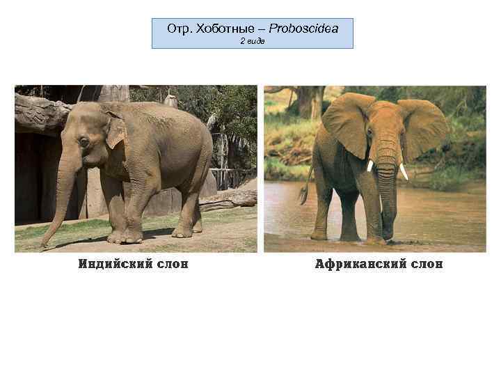 Отр. Хоботные – Proboscidea 2 вида 