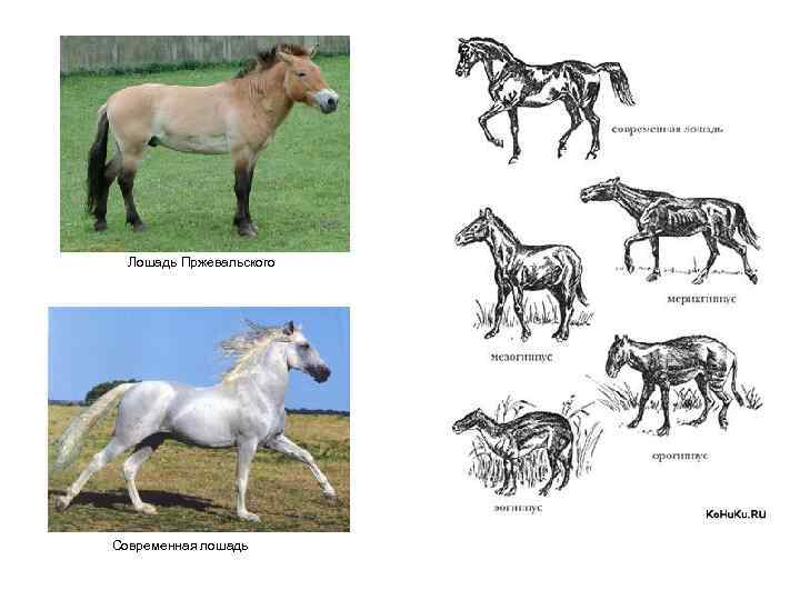  Лошадь Пржевальского Современная лошадь 