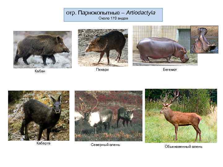  отр. Парнокопытные – Artiodactyla Около 170 видов Кабан Пекари Бегемот Кабарга Северный олень