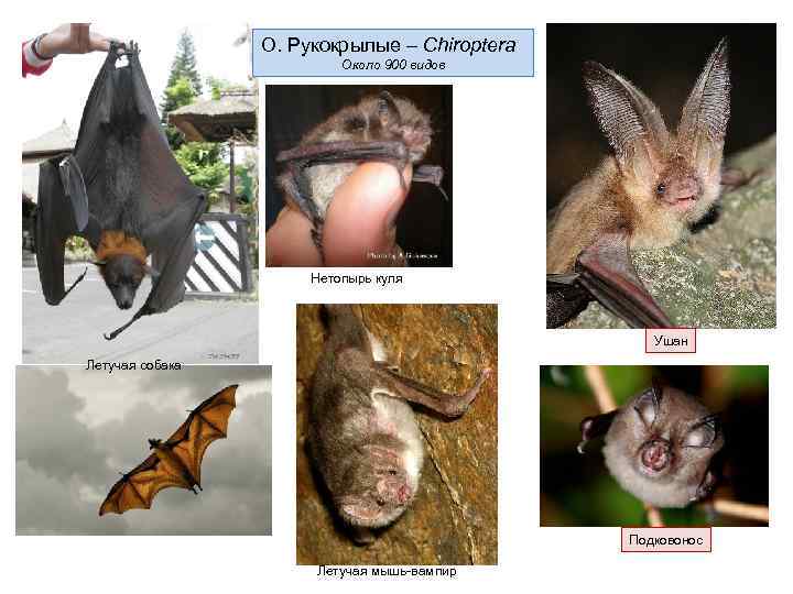  О. Рукокрылые – Chiroptera Около 900 видов Нетопырь куля Ушан Летучая собака Подковонос