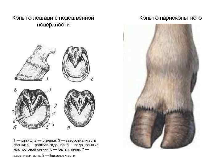 Копыто лошади с подошвенной Копыто парнокопытного поверхности 1 — мякиш; 2 — стрелка; 3