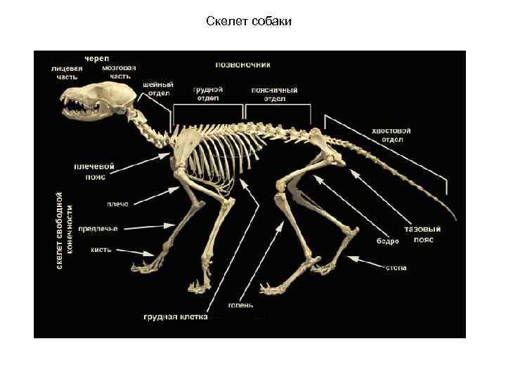 Скелет собаки 