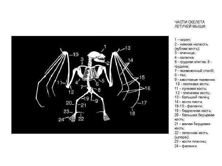 ЧАСТИ СКЕЛЕТА ЛЕТУЧЕЙ МЫШИ: 1 - череп; 2 - нижняя челюсть (зубная кость); 3
