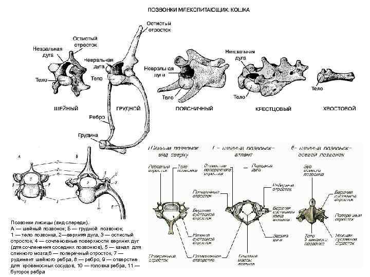 Позвонки лисицы (вид спереди). А — шейный позвонок; Б — грудной позвонок; 1 —
