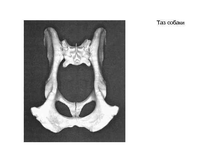 Таз собаки 