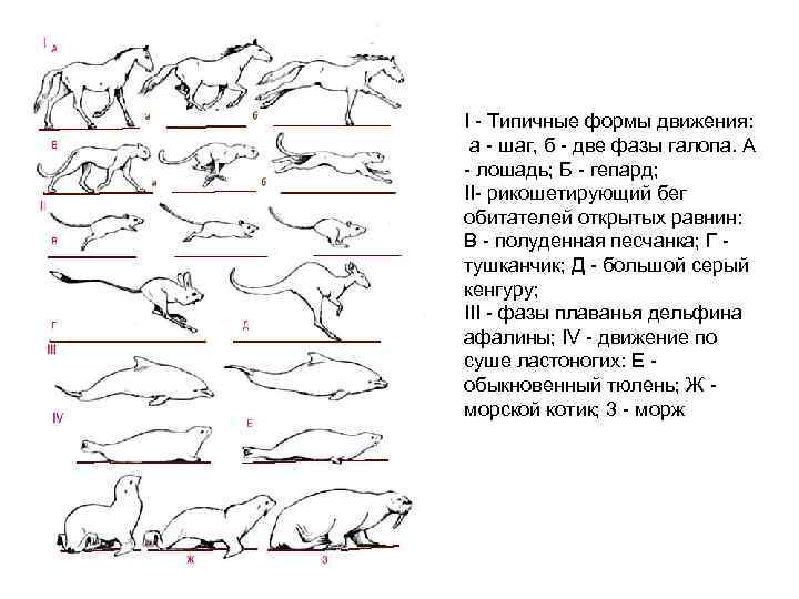 I - Типичные формы движения: а - шаг, б - две фазы галопа. А