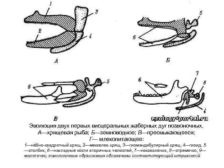  Эволюция двух первых висцеральных жаберных дуг позвоночных. А—хрящевая рыба; Б—земноводное; В—пресмыкающееся; Г— млекопитающее: