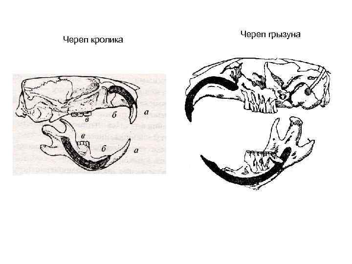  Череп грызуна Череп кролика 