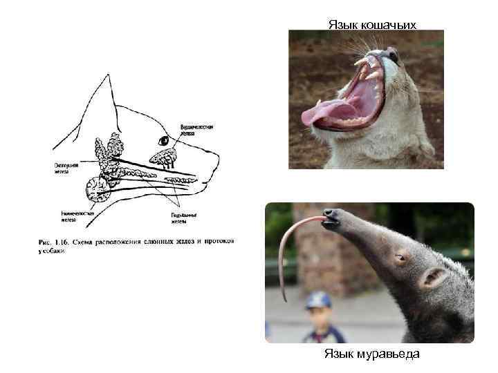 Язык кошачьих Язык муравьеда 