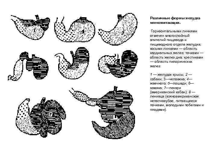 Различные формы желудка млекопитающих. Горизонтальными линиями отмечен многослойный эпителий пищевода и пищеводного отдела желудка;